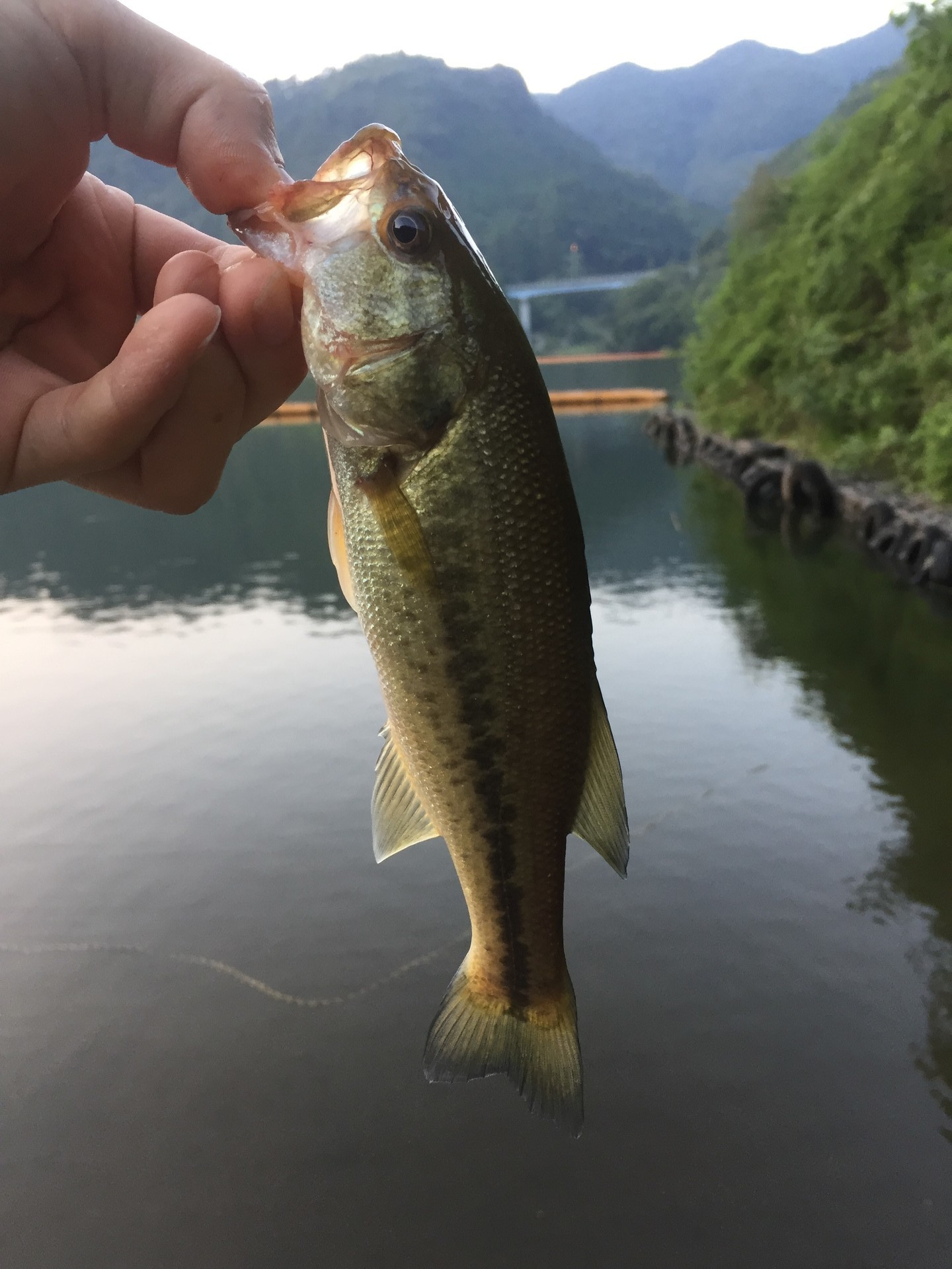 バスフィッシング In 耶馬溪ダム 大分県