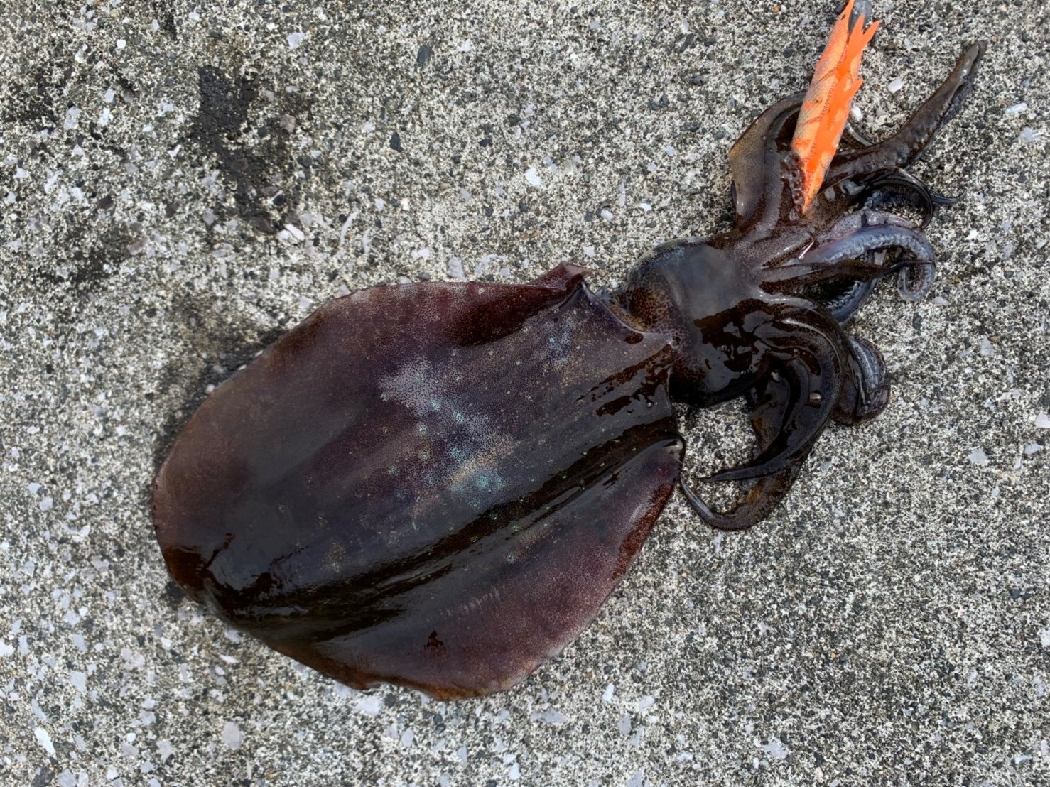 デイエギング In 大分県佐伯市 蒲江