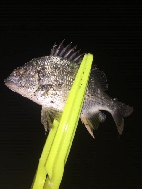 20191002住吉川2.jpg