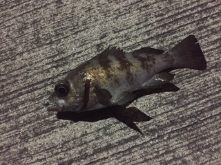 20200211住吉川1.jpg