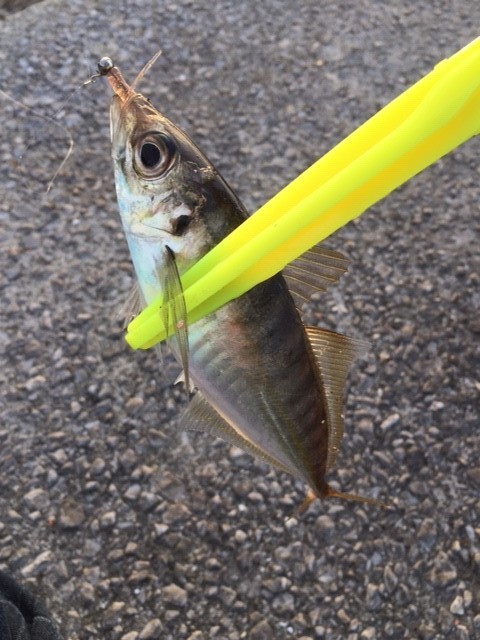 Miｰyaのまったりフィッシングライフ 九州大分県での釣り エギング アジング メバリング 管釣り エリアトラウト など